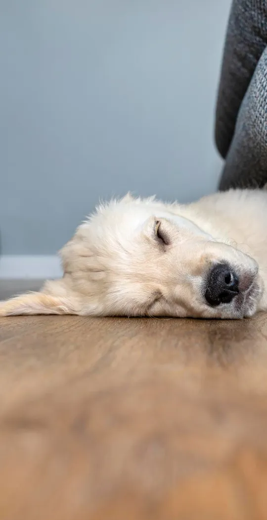 Schlafender Hund unter dem Sofa
